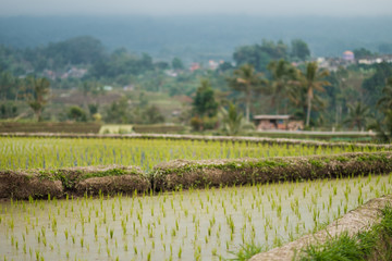 Fototapeta na wymiar rice fields and hills