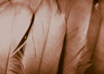 Beautiful abstract white and brown feathers on darkness background and colorful soft brown white gray feather texture pattern