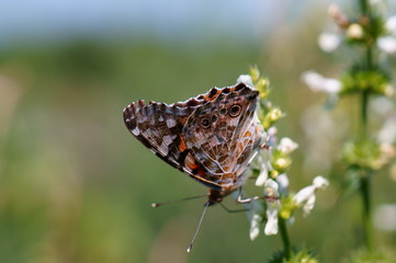 Beautiful pictures of butterflies in nature. Macrophotography of nature. Beautiful natural background.