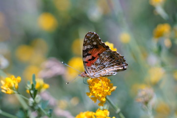 butterfly on a flower