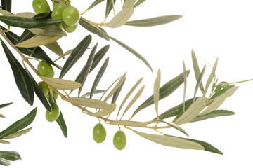 Real olive tree branches with leaves and some green olives, isolated on white background, close-up