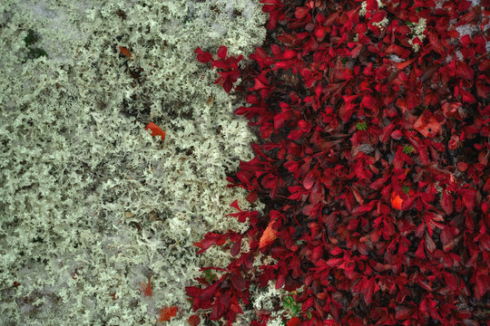 Tundra nature background. Red leaves of Arctous Alpina and Reindeer Moss in Kola Peninsula at autumn. Murmansk Region in Northern Russia