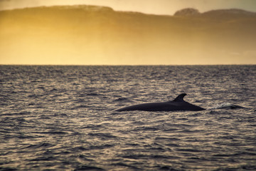 Fototapeta premium Minke Whale in Barents sea, Arctic Ocean in golden sunset. Kola Peninsula, Northern Russia