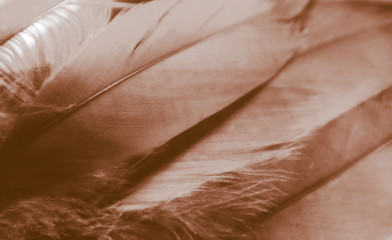 Beautiful abstract white and brown feathers on darkness background and colorful soft brown white gray feather texture pattern