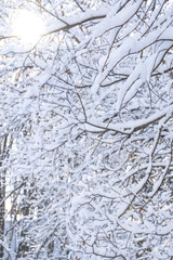 Beautiful winter landscape with snow covered trees