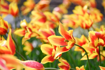 Obraz premium tulip field