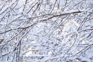 Beautiful winter landscape with snow covered trees
