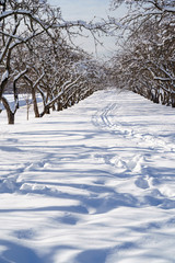 Beautiful winter landscape with snow covered trees