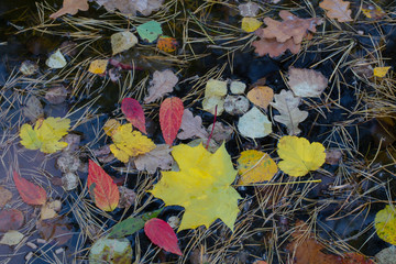 Autumn background. Fallen yellow leaves in water close-up