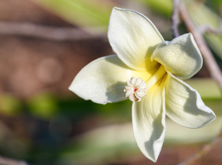 ivory tropical flower