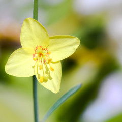 Obraz premium yellow flower