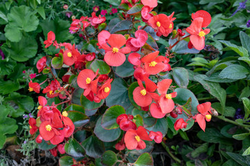 Red Begonia cucullata also known as clubed begonia or wax begonia, close-up and high angle view in garden