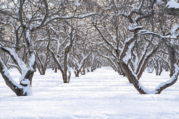 Beautiful winter landscape with snow covered trees