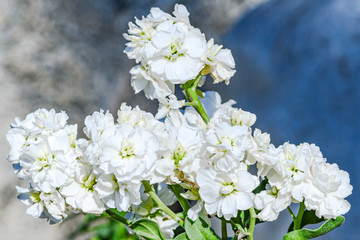 white flowers
