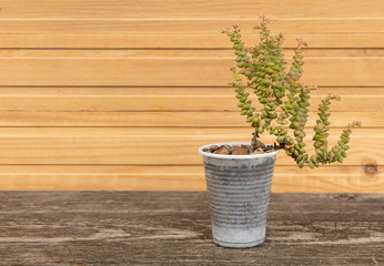 Crassula succulent plant on wooden background with copy space
