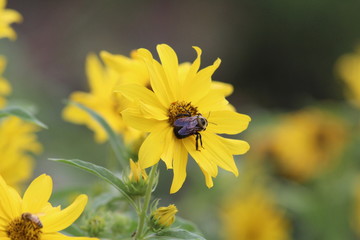 Large Bee on Daisy V