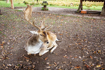 Frontansicht eines Damhirschen, Damwild, lateinisch Dama Dama © Sabine