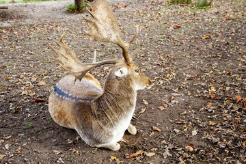 ein nach hinten schauender Damhirsch, Damwild, lateinisch Dama Dama