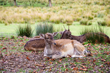 mehrere Damtiere, Damwild, auf einer Wiese, lateinisch Dama Dama © Sabine