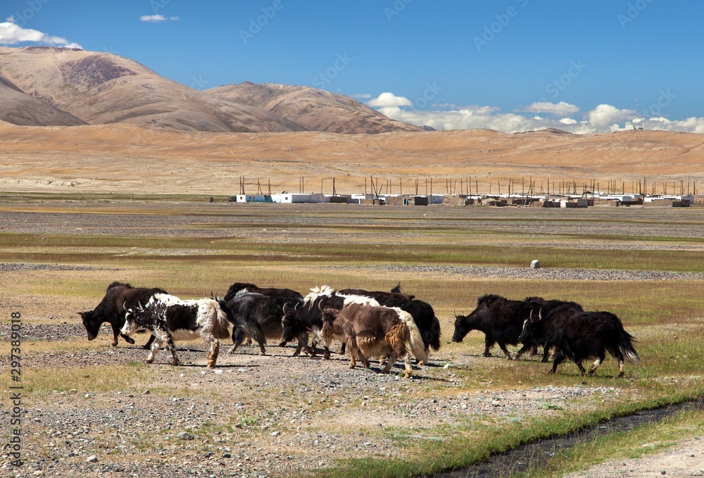 Wall mural group of yaks, pamir mountains, tajikistan