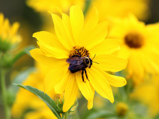 Large Bee on Daisy II