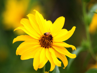 Obraz premium Large Bee on Daisy VI