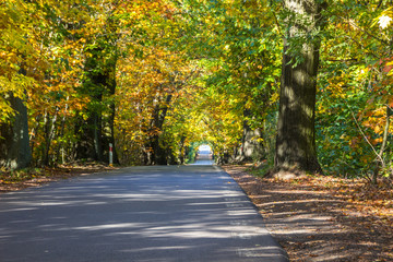 Forest road among colorful autumn trees