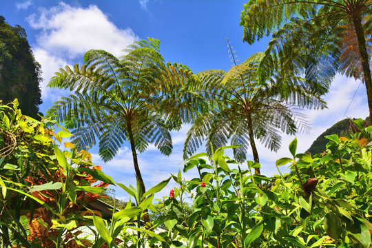 Tropical plants, tree ferns in Dominica,
