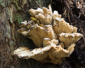 a tree fungus on a dead tree trunk