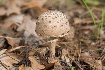 a young umbrella parasol mushroom in autumn forest