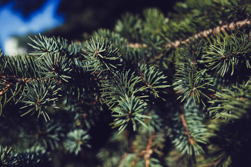 Fototapeta na wymiar Christmas fir tree branches background.