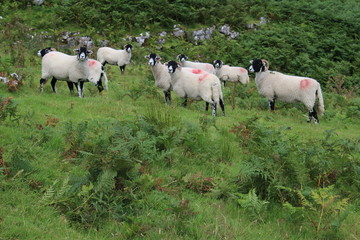 Fototapeta na wymiar herd of sheep in a field yorkshire dales