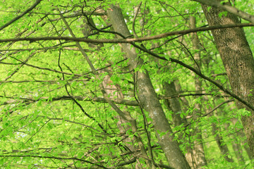 trees in forest in spring time
