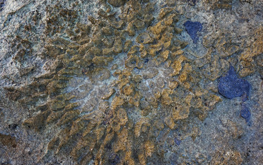 old coral stone texture