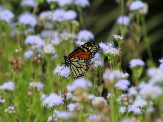 Monarch Butterfly in Field III