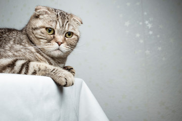 Cute purebred cat (Scottish fold) lies on the table and looks thoughtfully to the side, with copy space.