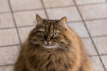 Beauty pet of siberian cat in relax indoor