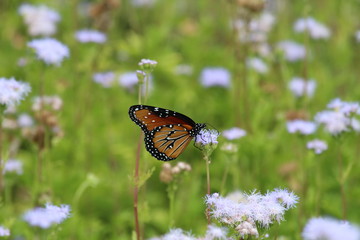 Fototapeta na wymiar Queen Butterfly in Field