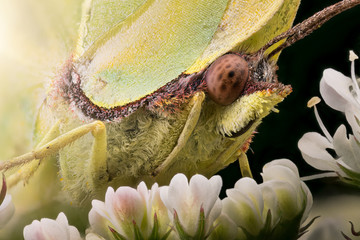 Cedronella - Gonepteryx Rhamni - Farfalla foglia