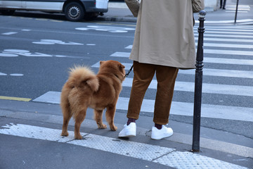 Homme et son chien traversant la rue