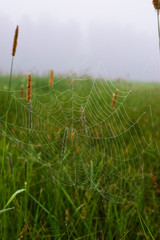 spider web in grass