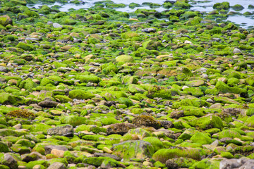 Easky estuary shoreline