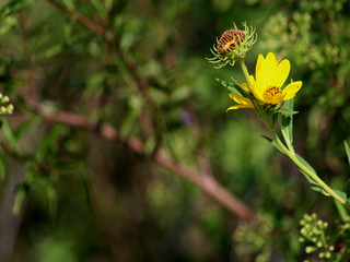 Maximilian Daisy in Field I