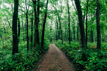 View of pathway through forest