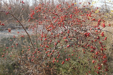 red rose hip on a yellow field background