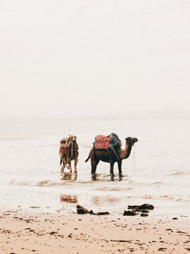 Camels walking on beach