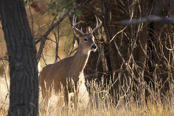 White Tail Deer Buck in Thicket Rocky Mountain Arsenal National Wildlife Refuge