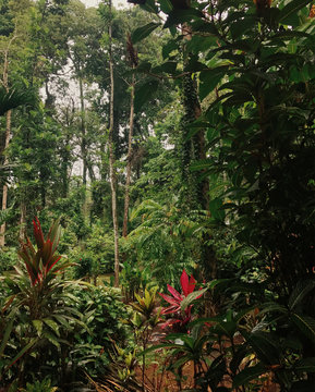 Scenic view of forest