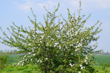 Blooming apple, Blooming apple tree in spring garden.