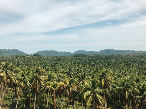 Scenic view of infinite palm trees